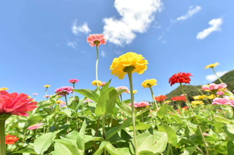  청송 가볼만한곳