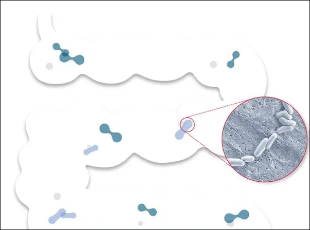 bb-12 유산균프로바이오틱스