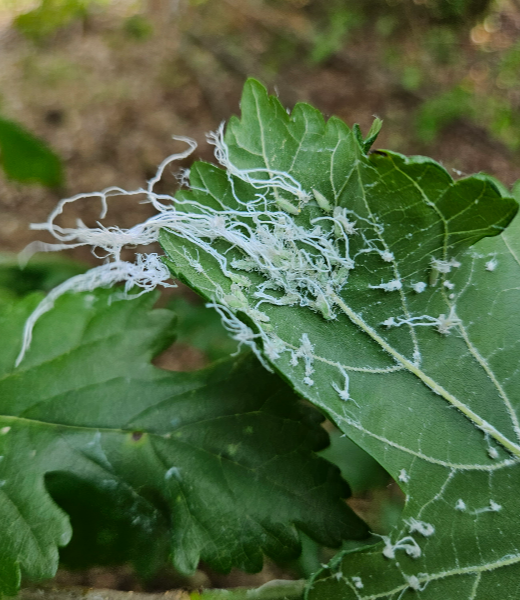 뽕나무이 피해1