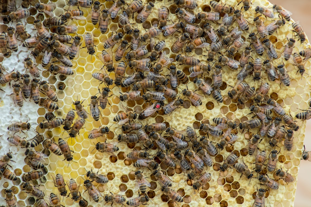 Colony