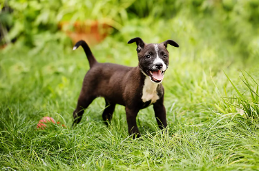 개가 꼬리를 높이 들고 천천히 흔들 때의 기분.