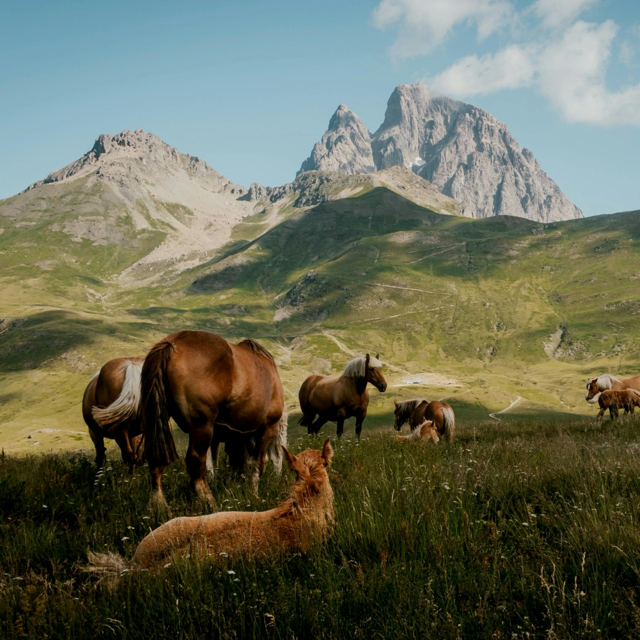 피망 뉴맞고 바로가기 게임 설치 다운로드 업데이트 방법 및 게임소식 요약