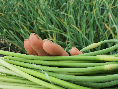 마늘쫑을 밭에서 뽑아서 손에 들고 있는 사진