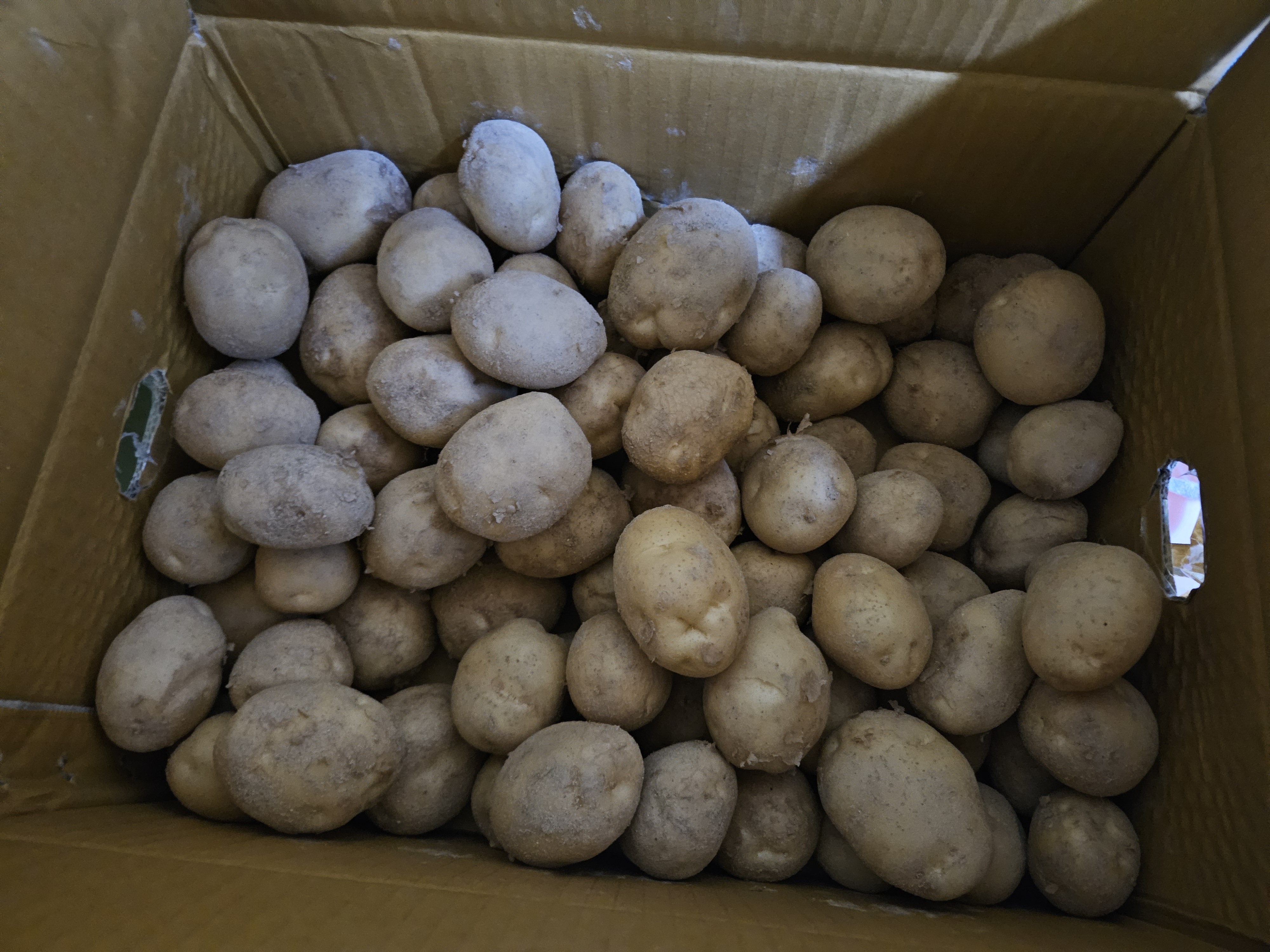 하지감자 1박스 데려왔어요, 절대 냉장보관 하지 말라구요? 관련 사진