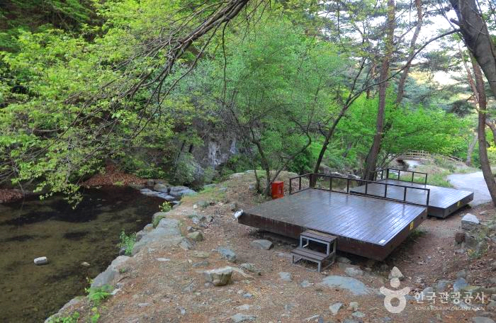 숲속안에 데크가 있다.