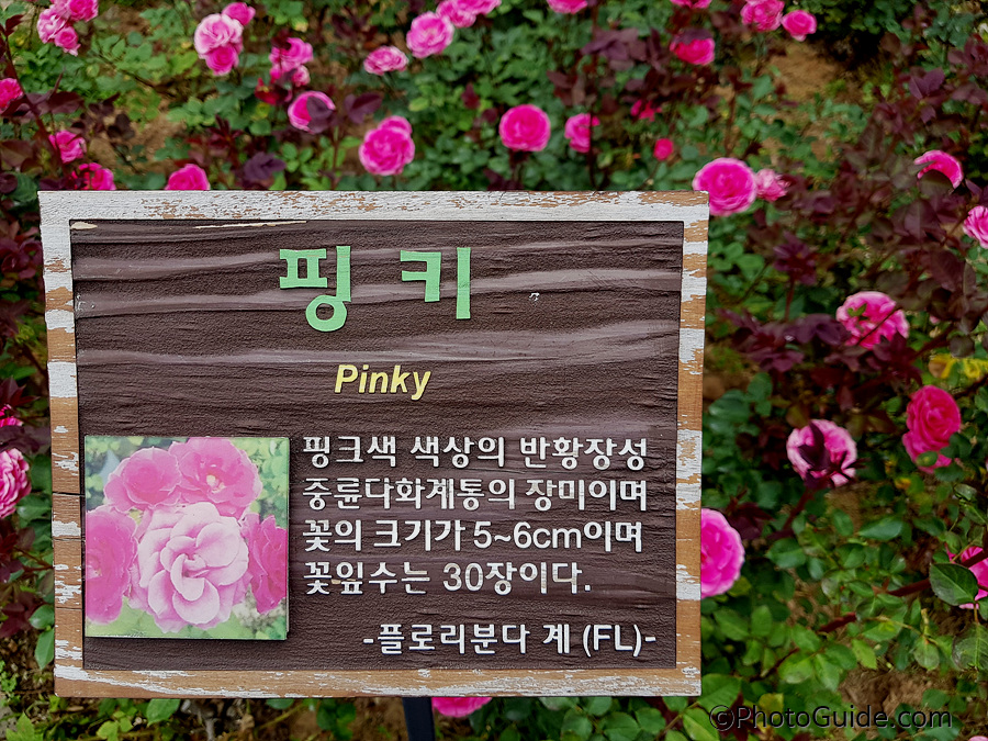 핑키