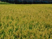 공익직불금 지급시기