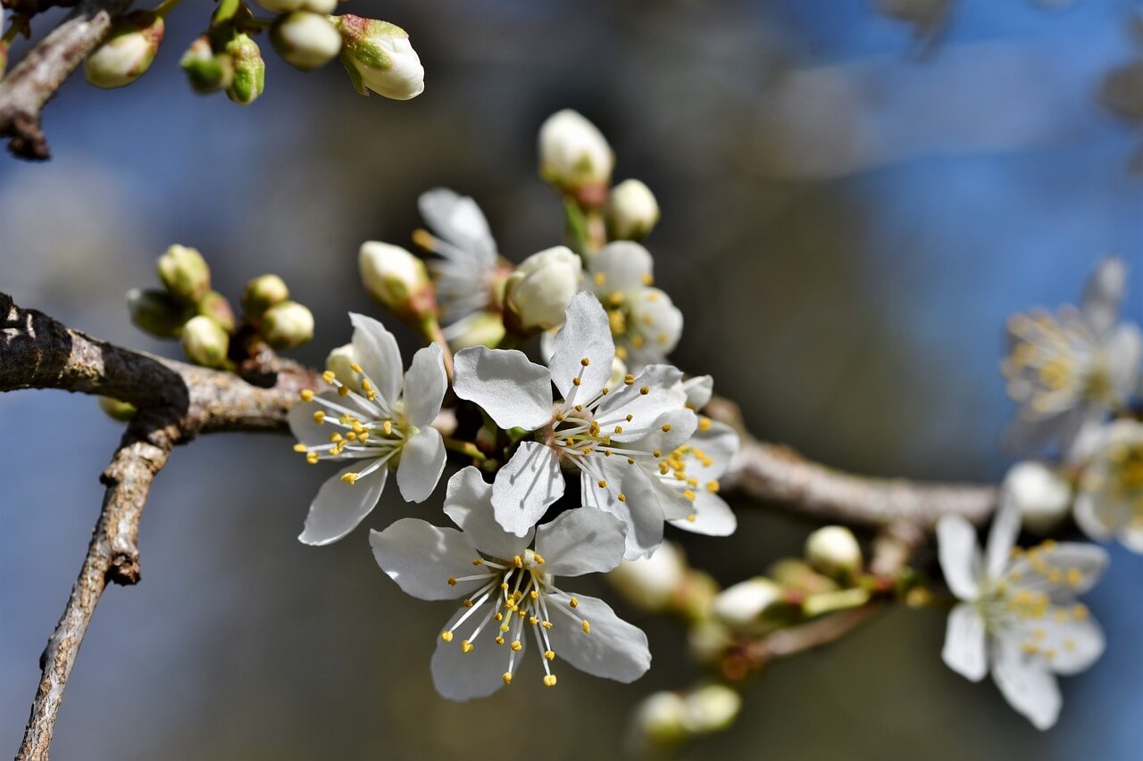 청명 인사말 모음