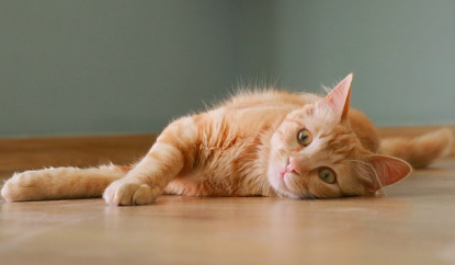 고양이 털 관리 고양이 털을 건강하고 윤기 나게 유지하기 위한 팁