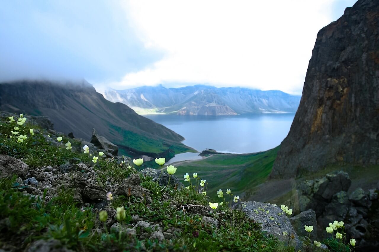 꽃이 핀 백두산