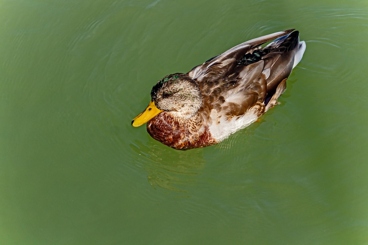 2025 실수령액 계산기