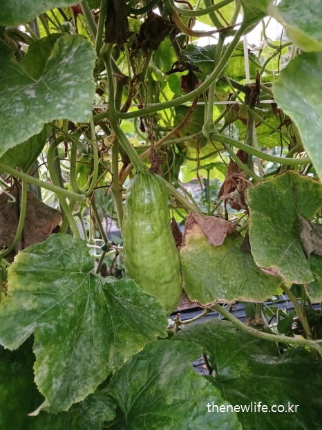 잎 사이에서 자라는 싱그러운 애호박-애호박 효능의 체온 조절과 수분 보충 관련된 실물 사진 (2)