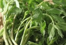 눈개승마 재배법