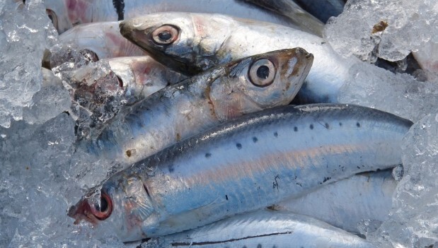 암예방&amp;#44; 치매예방에 도움이 되는 만성염증 제거&amp;#44; 만성염증에 좋은 음식 추천(만성 염증 없애는 음식)