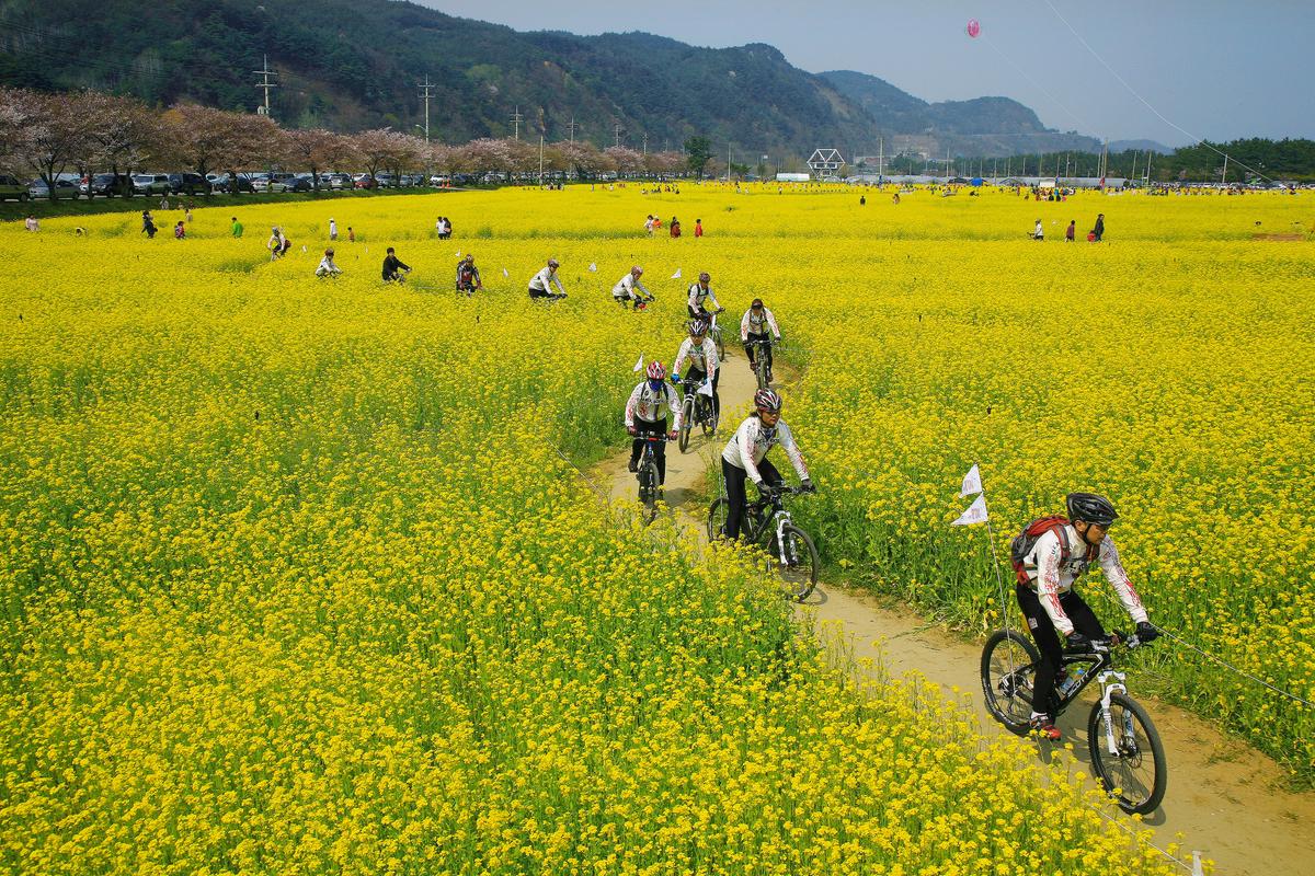 삼척 맹방 유채꽃 축제 7
