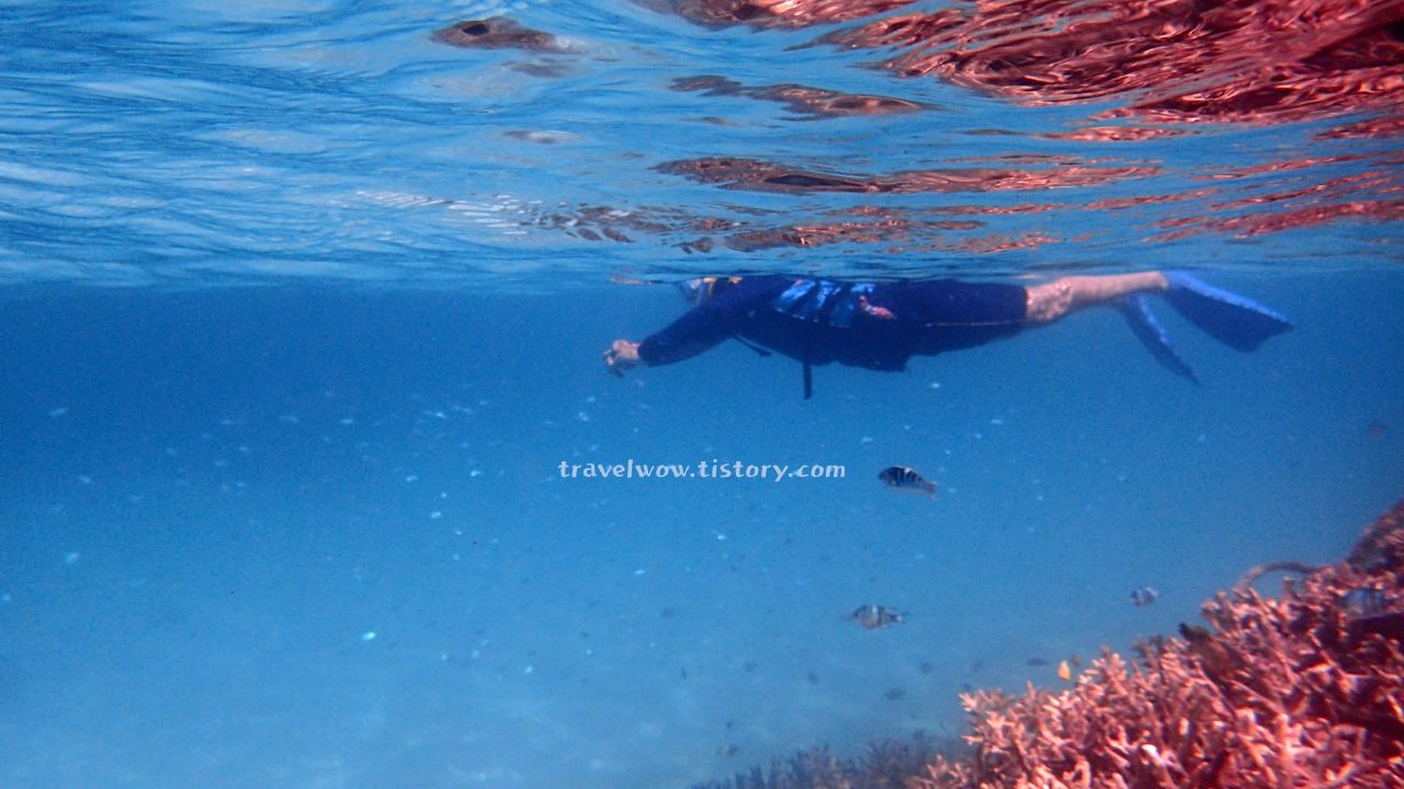 오키나와 스노클링
