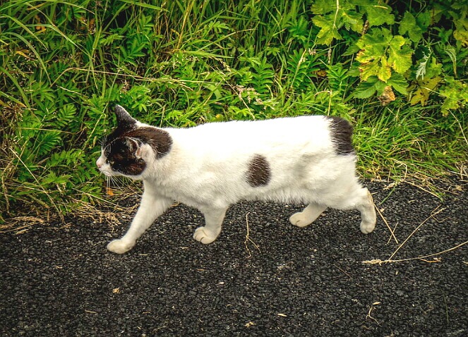 맹크스고양이특징