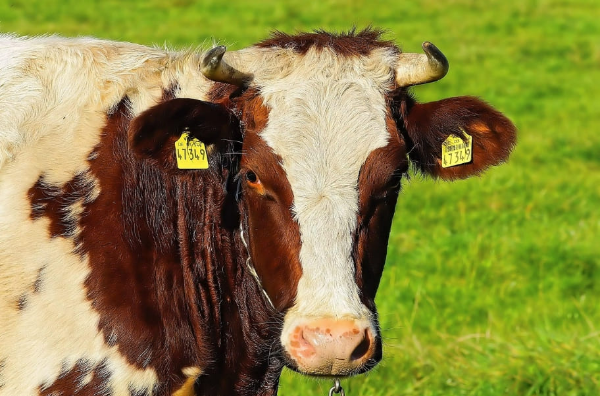 육류를 표현하는 소 이미지