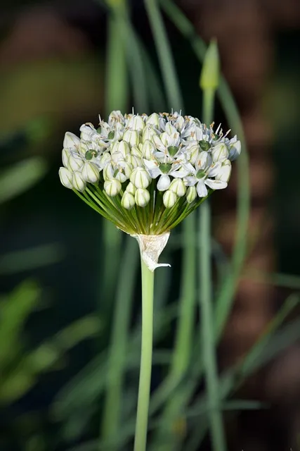 흑마늘 효능 만드는 방법 섭취요령_8
