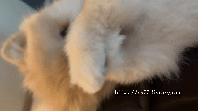 강아지 눈물 영양제