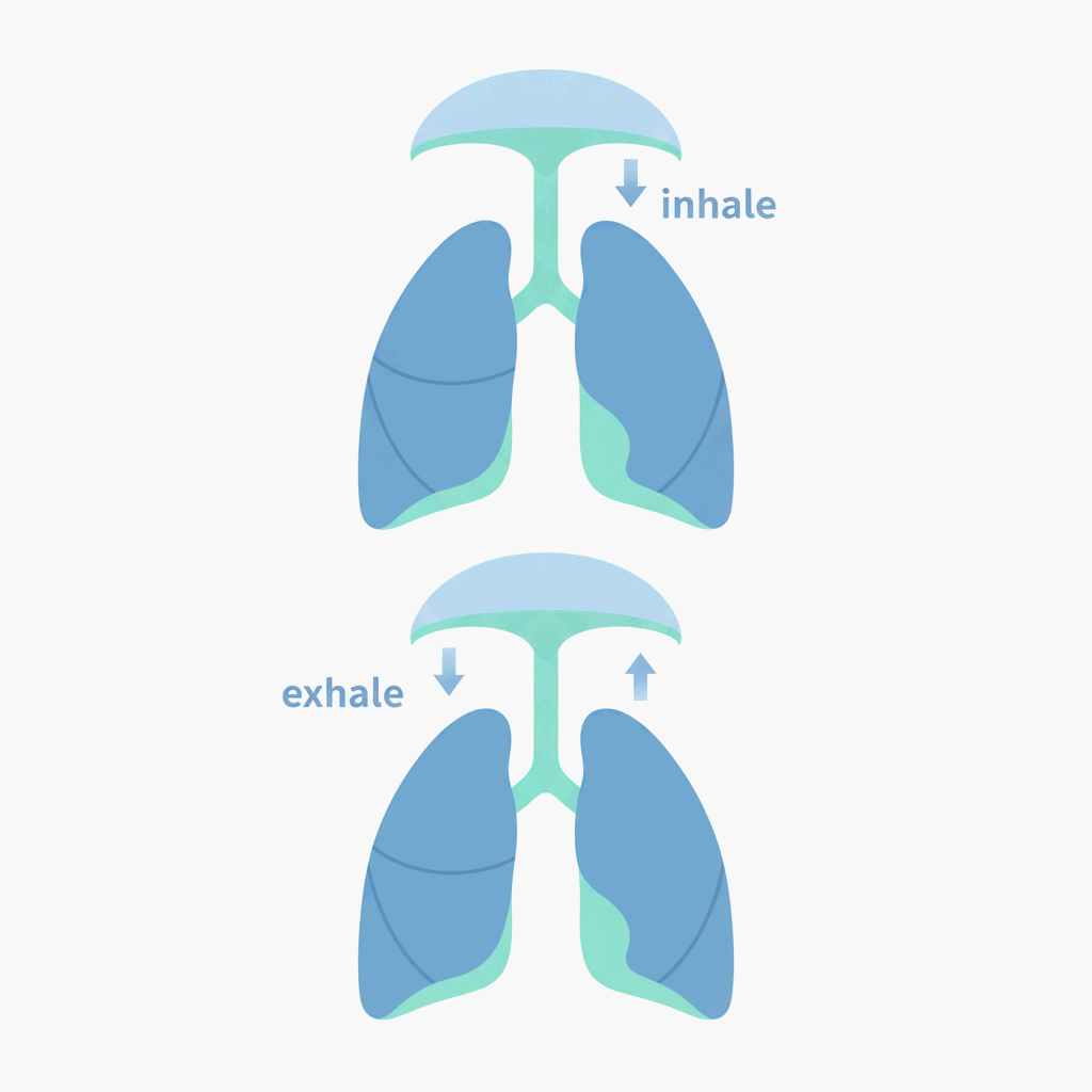 호흡 리듬과 횡격막의 움직임을 표현한 미니멀 일러스트레이션