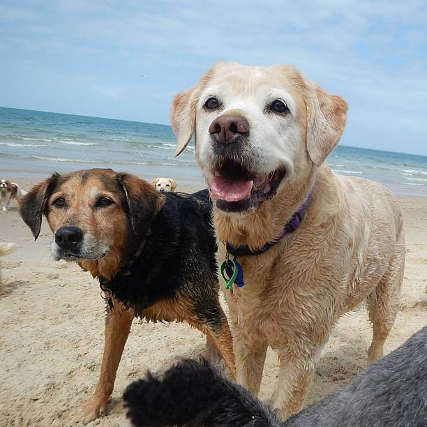 바닷가에 서있는 검정색과 흰색 노령견