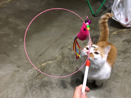 다이소고양이용품