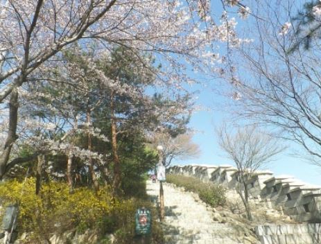 종로구 벚꽃