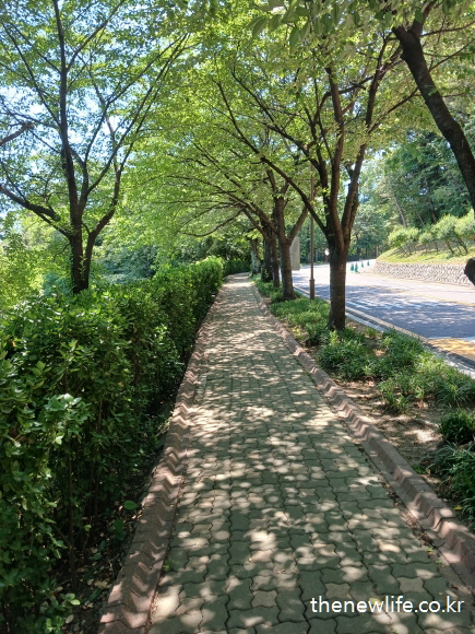 Quiet walkway surrounded by lush green trees and shade &mdash; a relaxing path ideal for recovering from air conditioning sickness symptoms./산책길 양 옆으로 울창한 나무 그늘이 드리워진 조용한 길 &mdash; 냉방병 증상 회복에 도움이 되는 산책 코스입니다.