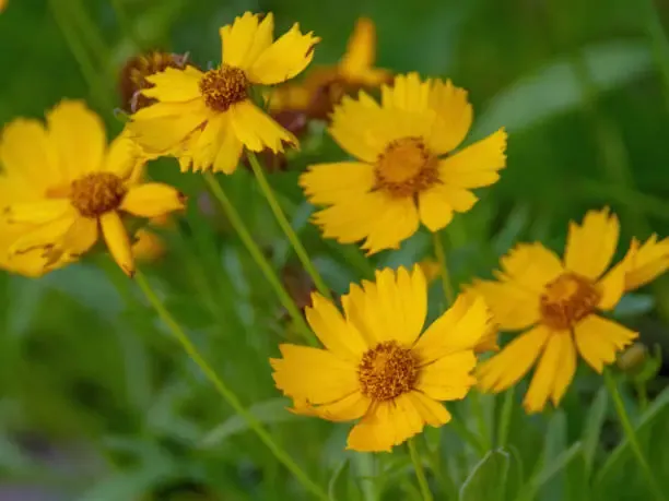 제천 하소천 금계국