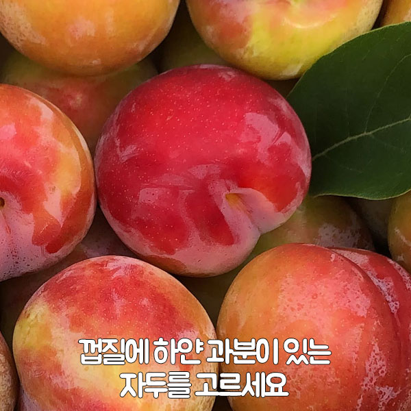 껍질에 하얀 과분이 있는 자두를 고르세요