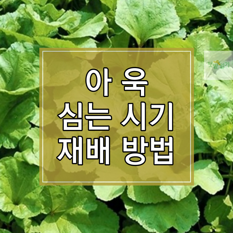 아욱 심는 시기 및 재배방법 썸네일