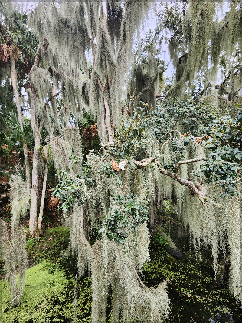 Close-up of Spanish moss draping over trees by Mount Dora Lake