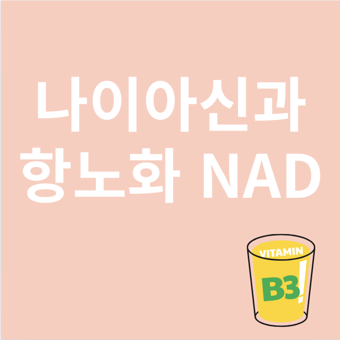 나이아신과 관련된 이미지