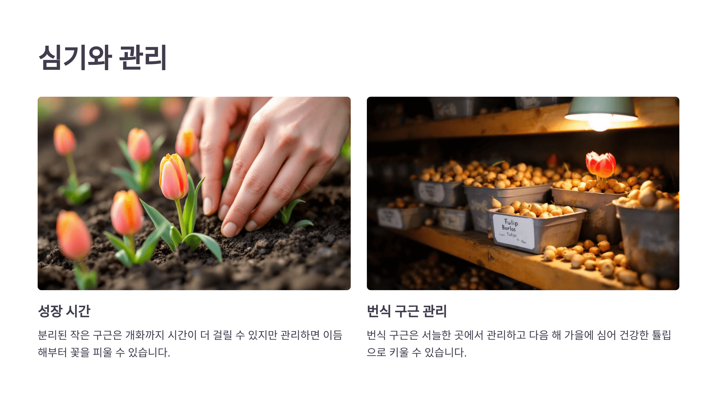 튤립과 관련된 사진입니다.