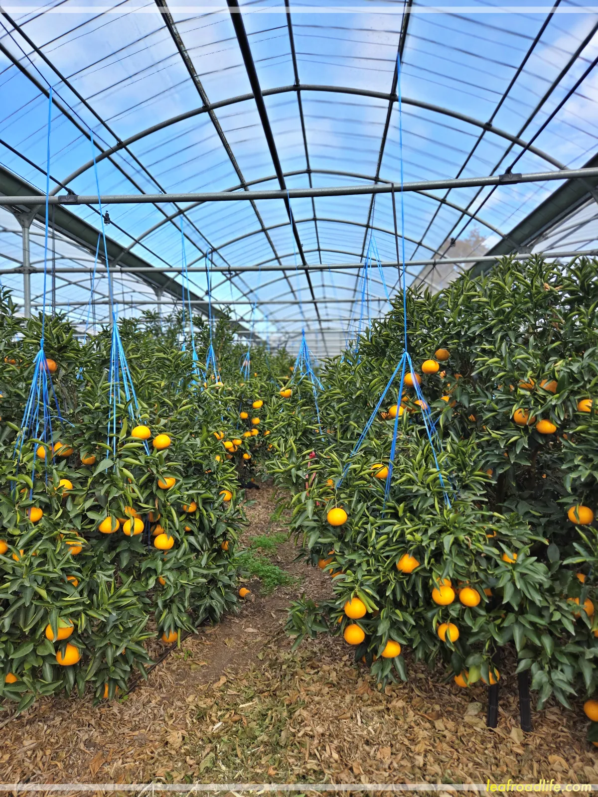 제주드림농원-레드향체험-레드향밭-비닐하우스-레드향이-줄에-걸린-모습