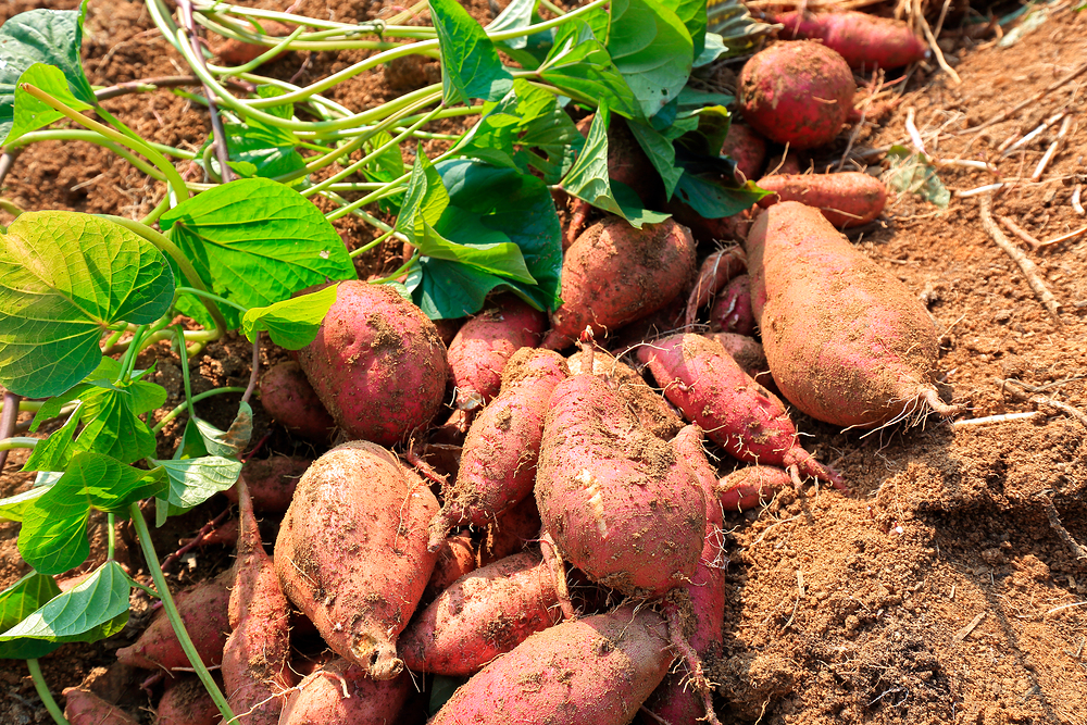 고구마-심는-시기