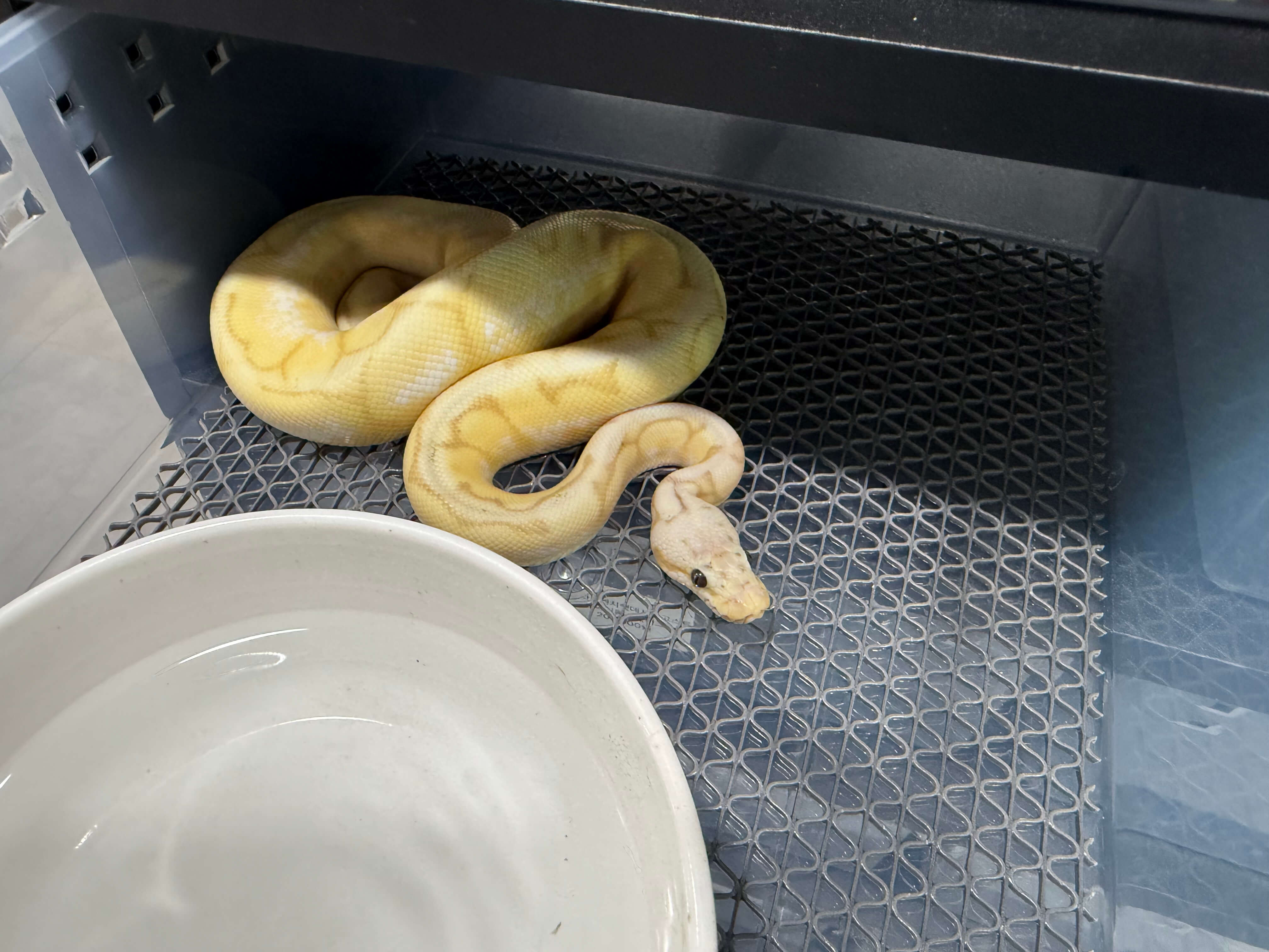 뱀 가격 15 ~ 20만원