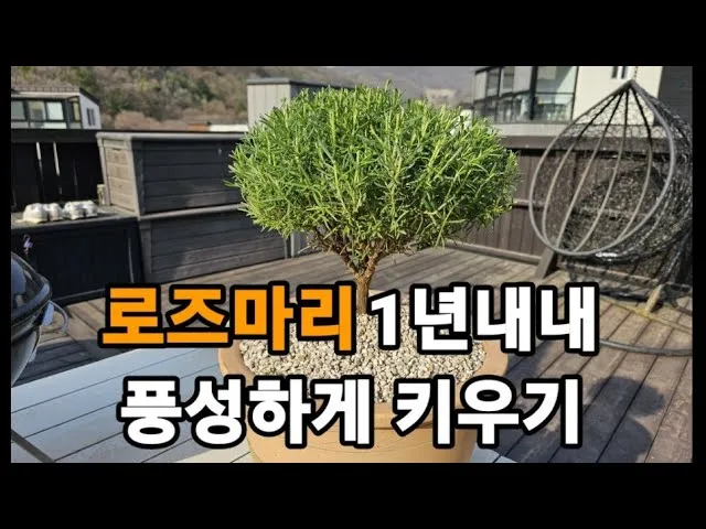 로즈마리 물주기 가지치기 환기관리 햇빛배치 주방 허브로 인기_6