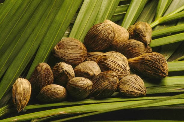 전 세계 단 1%만 알고 있는 ‘바바수 오일(Babassu Oil)’의 항산화 효과