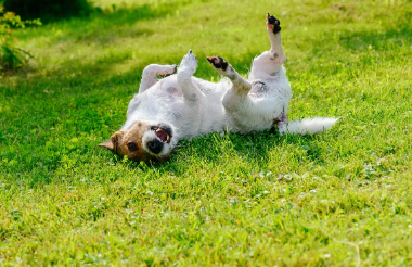 주의해야 할 개의 몸을 비비는 행동.