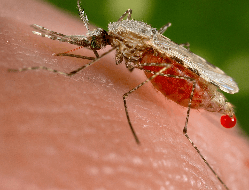 말라리아를 일으키는 얼룩날개모기 / 학질모기