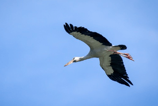나는 꿈, 날으는 꿈, 날아오르는 꿈