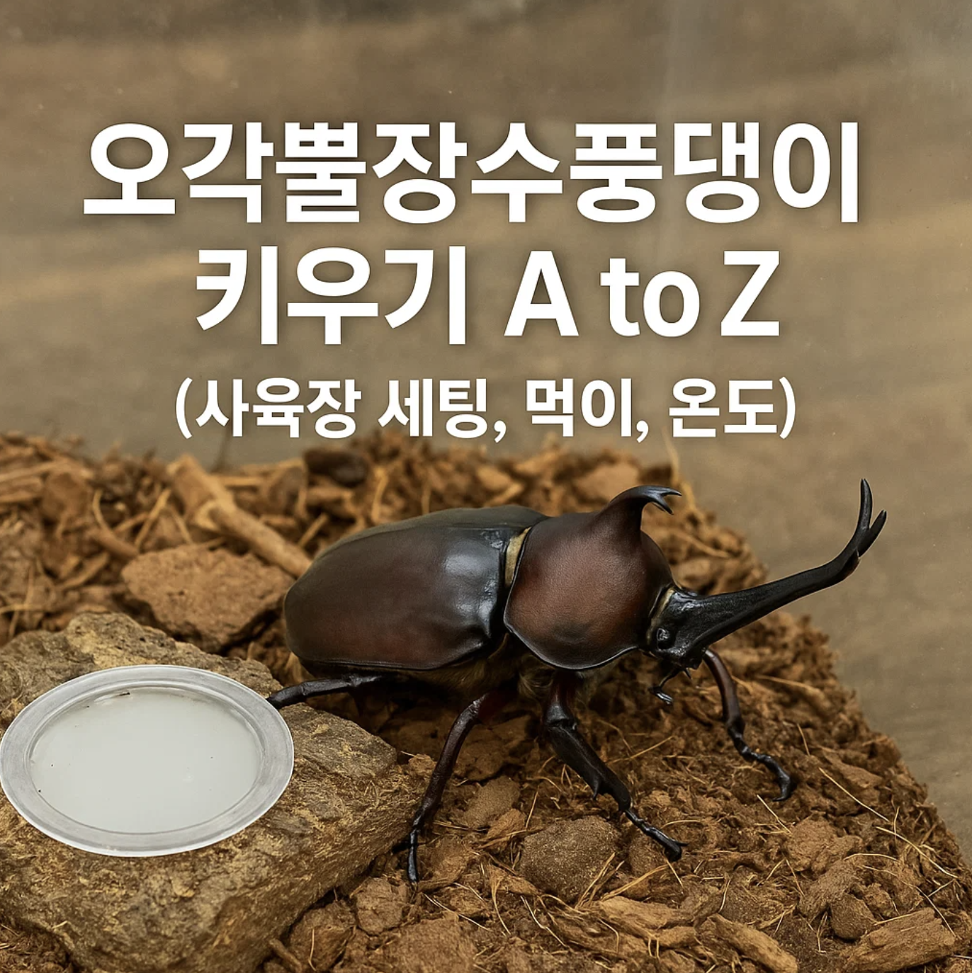 오각뿔장수풍뎅이 키우기 A to Z (사육장 세팅, 먹이, 온도)