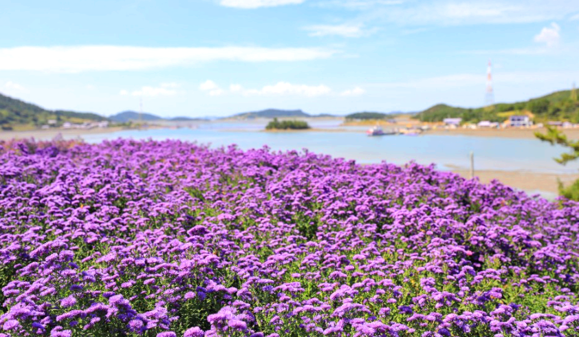 아스타국화와 바다