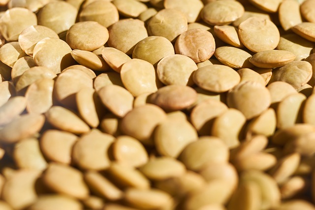 식이섬유많은음식 렌틸콩