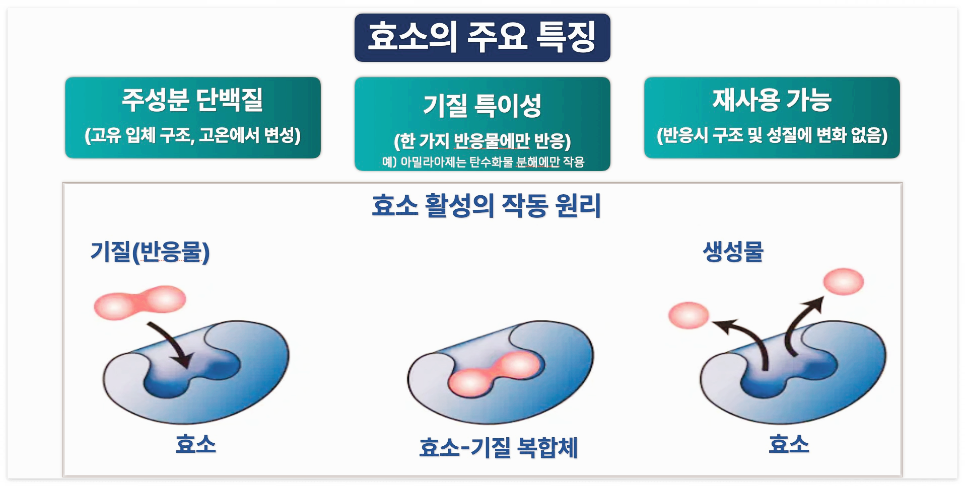효소의 3가지 특징을 보여주는 그림입니다.