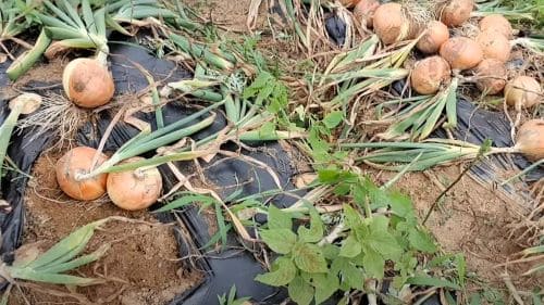 양파-재배법-큐어링-방법-효과