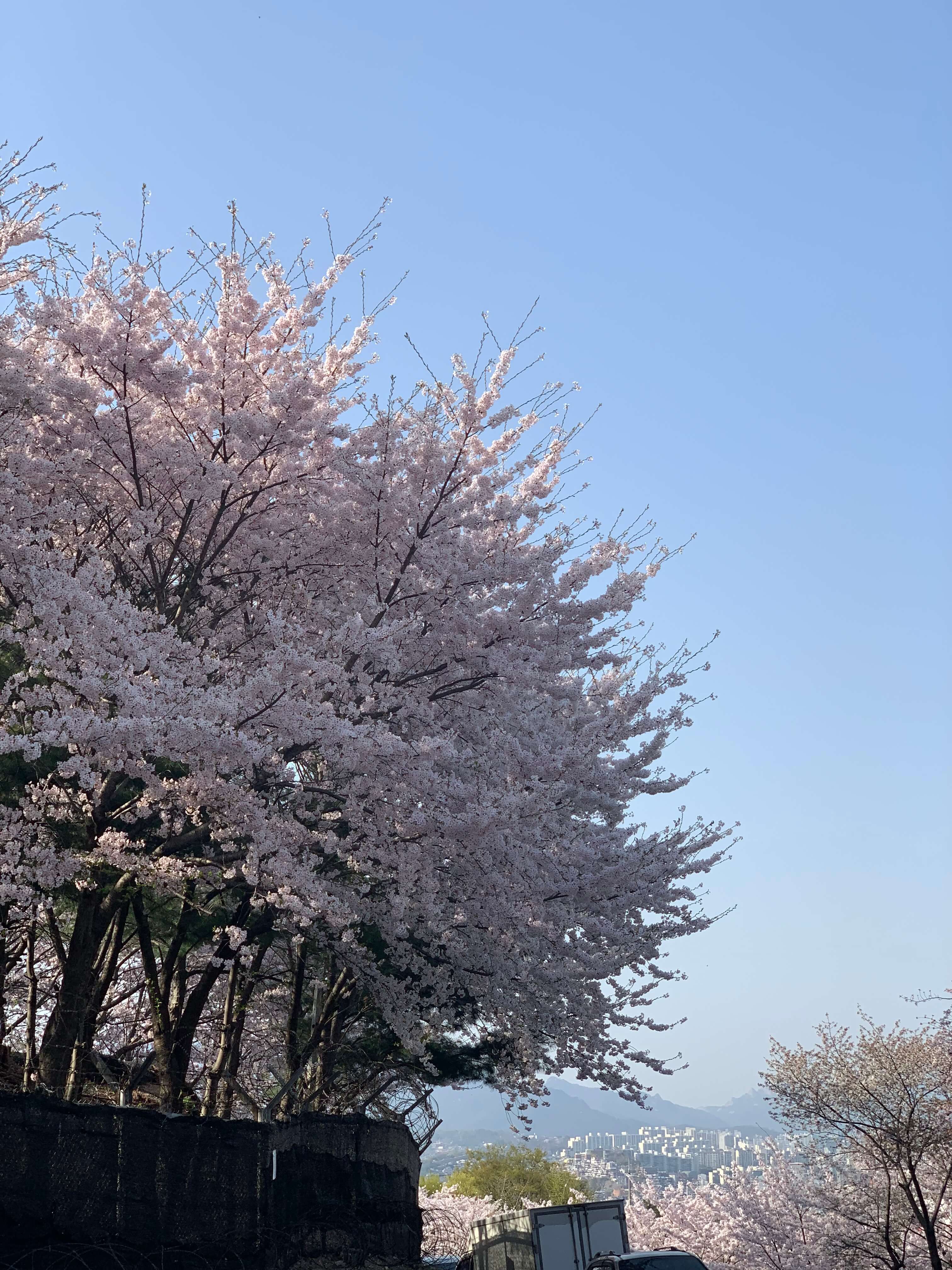 벚꽃축제 화담숲 모노레일