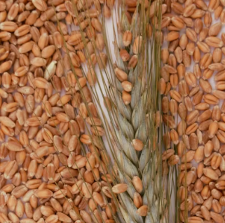 카무트 효소 효능 및 먹는법 총정리